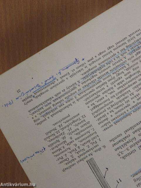 Az ember fejlődése