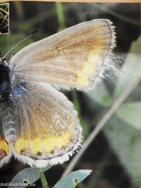 Természetbúvár 1995/4.