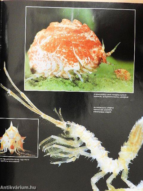 Természetbúvár 1995/3.