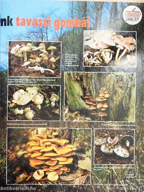 Természetbúvár 1995/2.