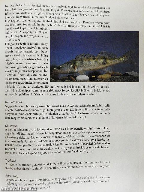Magyar halgasztronómia