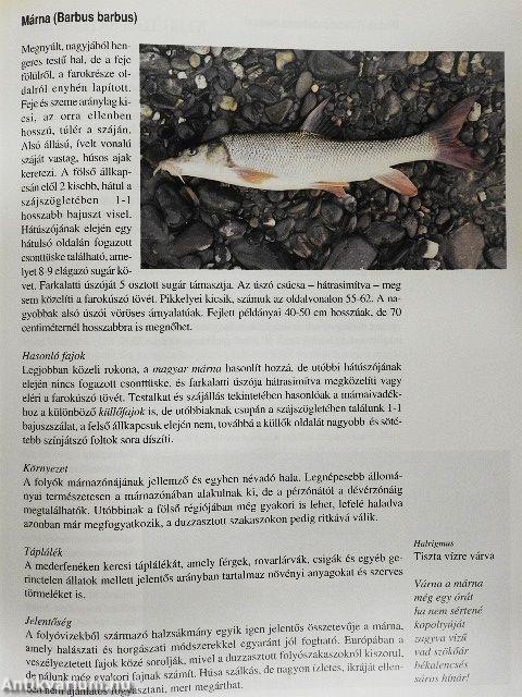 Magyar halgasztronómia