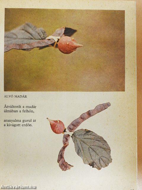 Máktündérek, csutkanépek