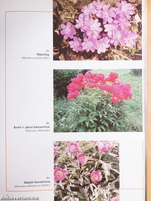 Méhlegelő képekben