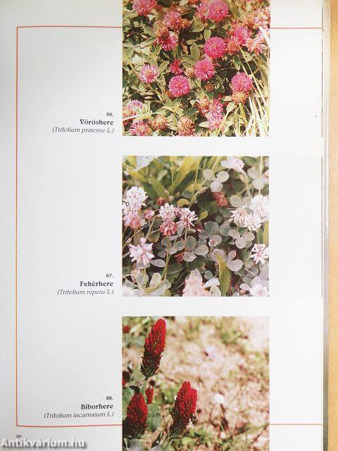 Méhlegelő képekben