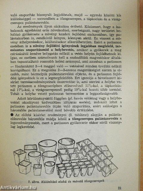 A patisszon termesztése