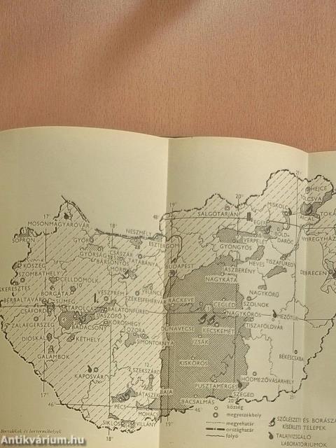 Szőlő és bor