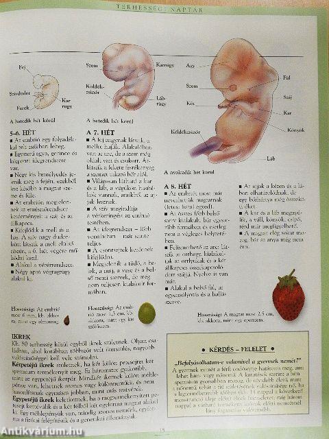 Kismamák nagykönyve