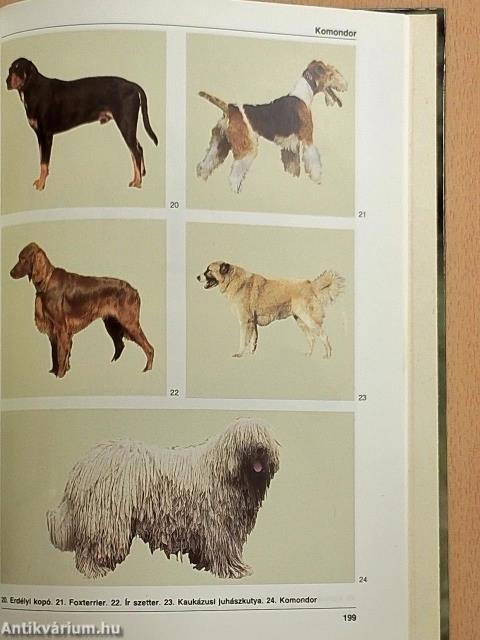 A kutya hétköznapjai