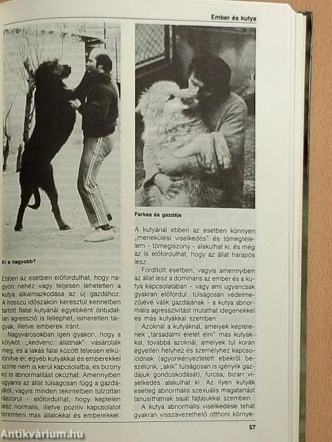 A kutya hétköznapjai