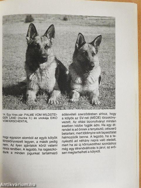 A német juhászkutya