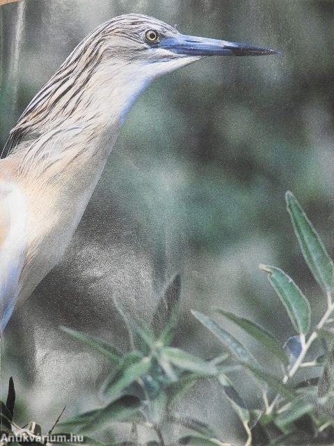 Természetbúvár 1997/4.