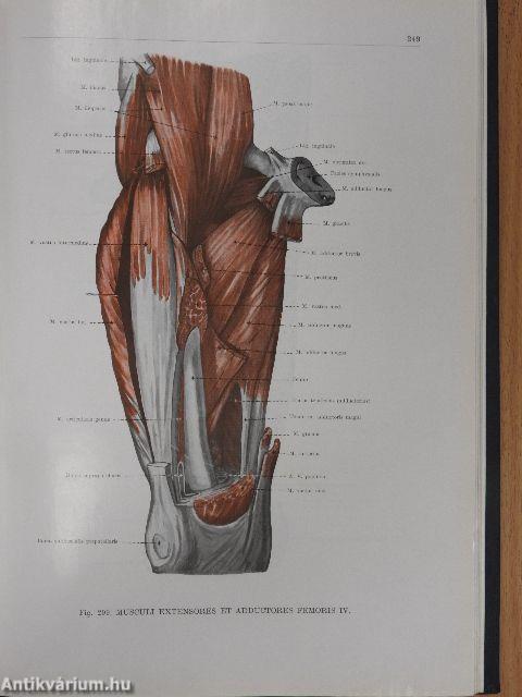 Az ember anatómiájának atlasza 1-3.