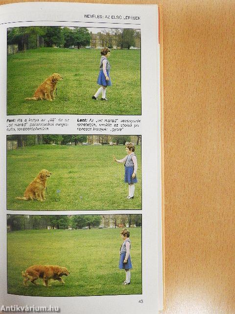 A kutya egészségkönyve