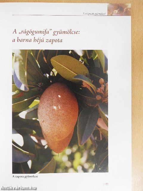 Egzotikus növényvarázs