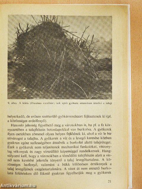 Öreg fák, díszfák ápolása