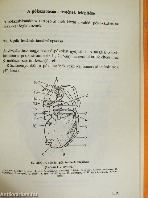 A mikroszkóp használata