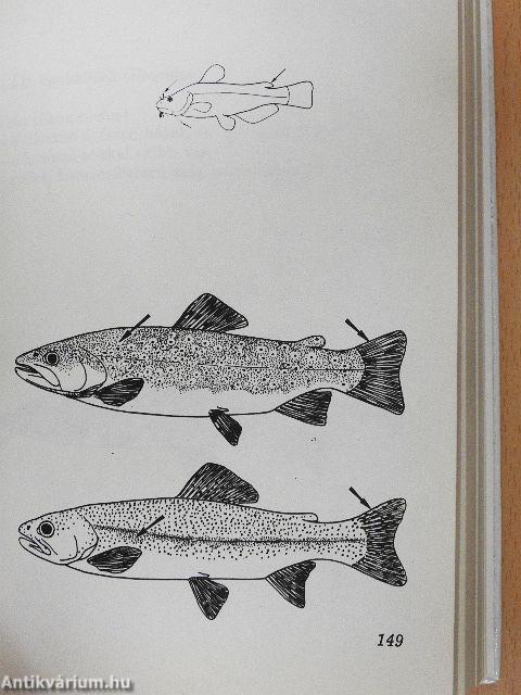 Halbiológia horgászoknak