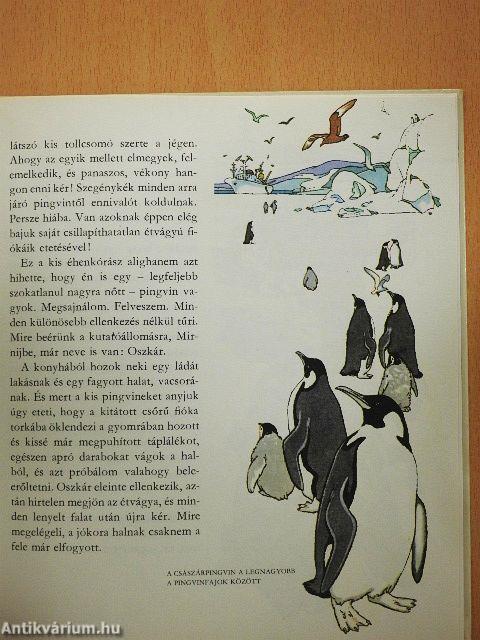 Amiről a jégvilág mesél