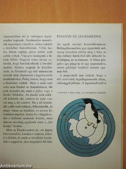 Amiről a jégvilág mesél