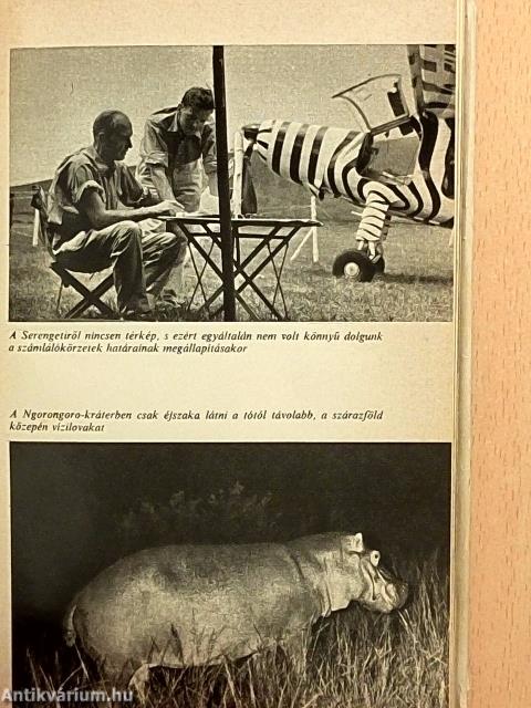 A Serengeti nem halhat meg