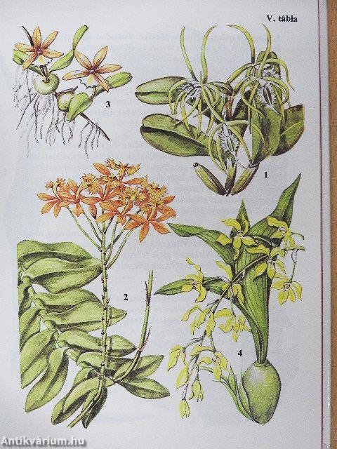 Trópusi orchideák
