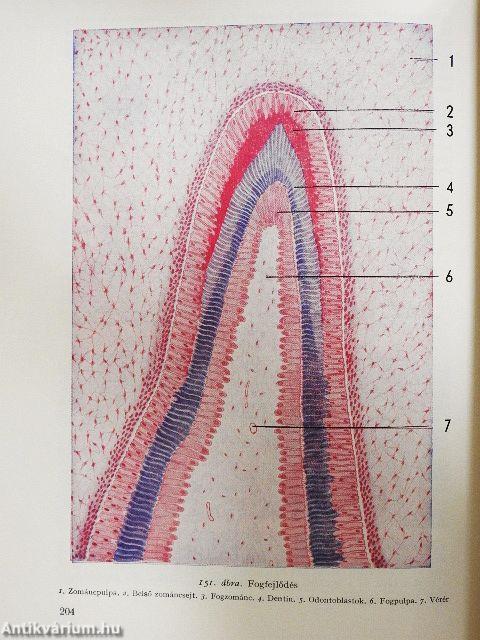 Az ember fejlődése