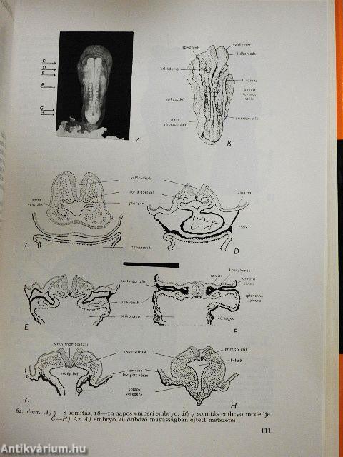 Az ember fejlődése