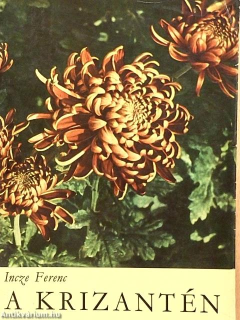 A krizantén