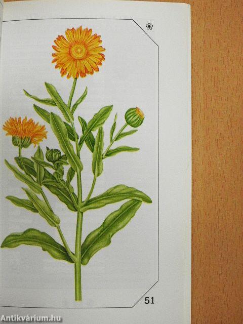 Allergia