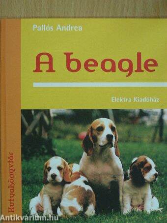 A beagle