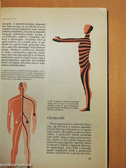 Orvos a családban