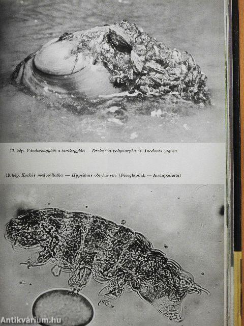 Állathatározó I-II.