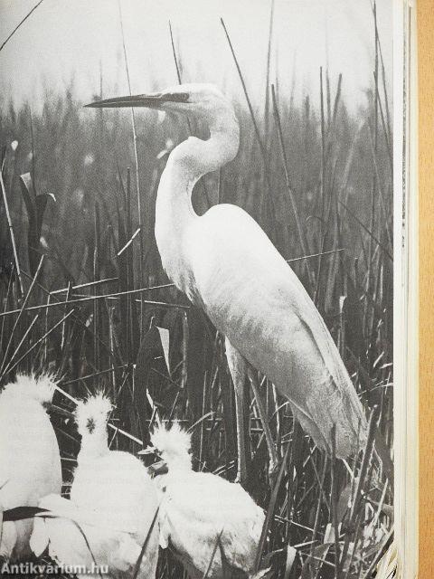 Zalamente, Somogyország