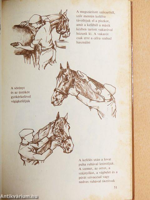 Ló és lovaglás