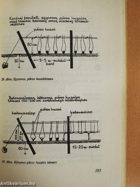 Szőlő a házikertben