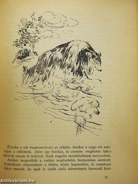 Lassie hazatér