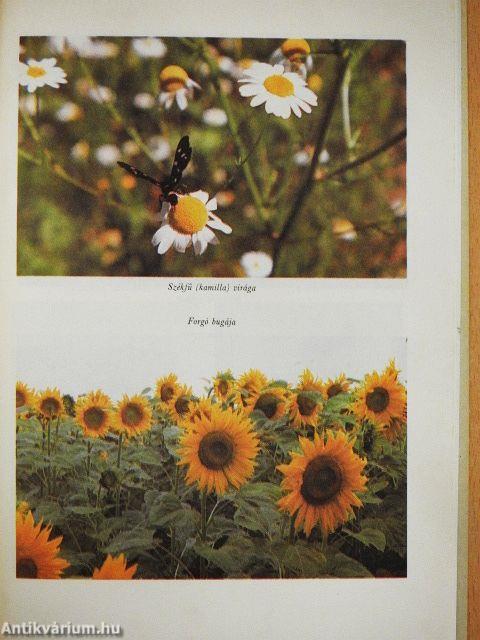 Népi gyógyítások Szatmárban