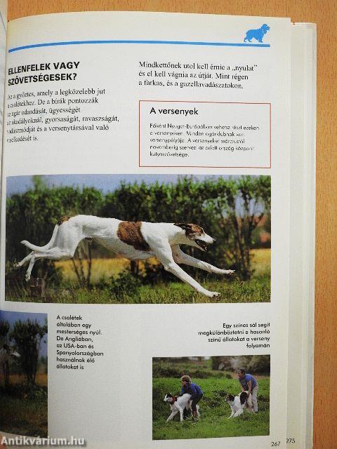 A kutyák világa