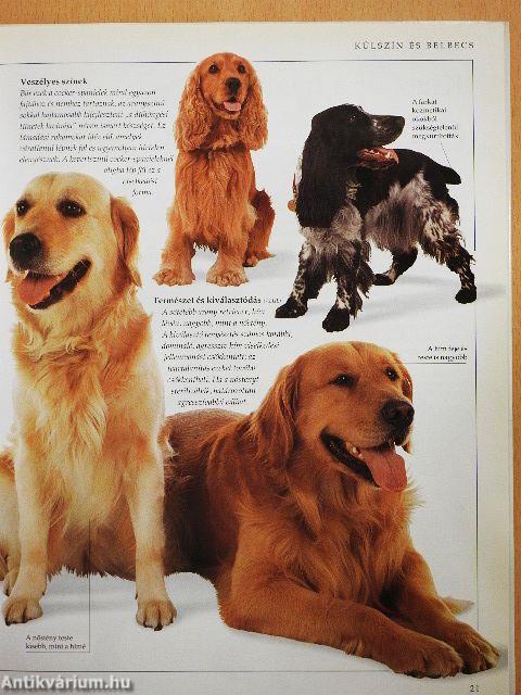 Kézikönyv a kutyalélekhez