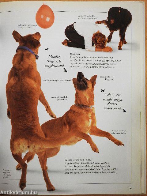 Kézikönyv a kutyalélekhez