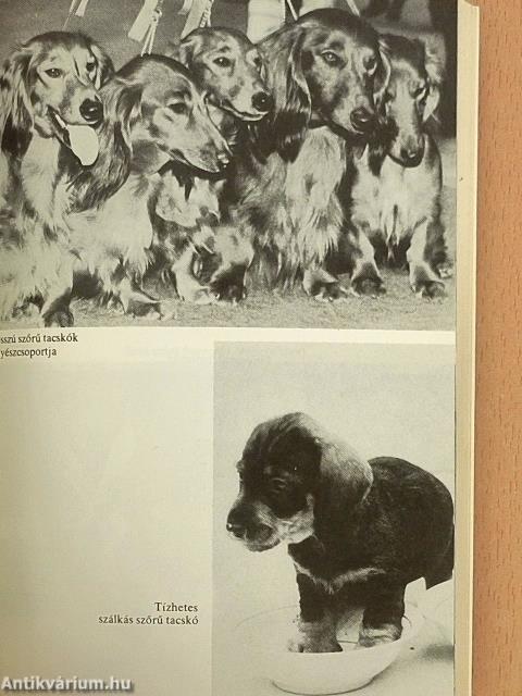 Tacskók és terrierek