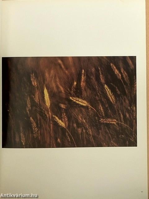 Camera Januar-Dezember 1976