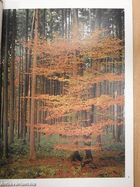 Camera Januar-Dezember 1972