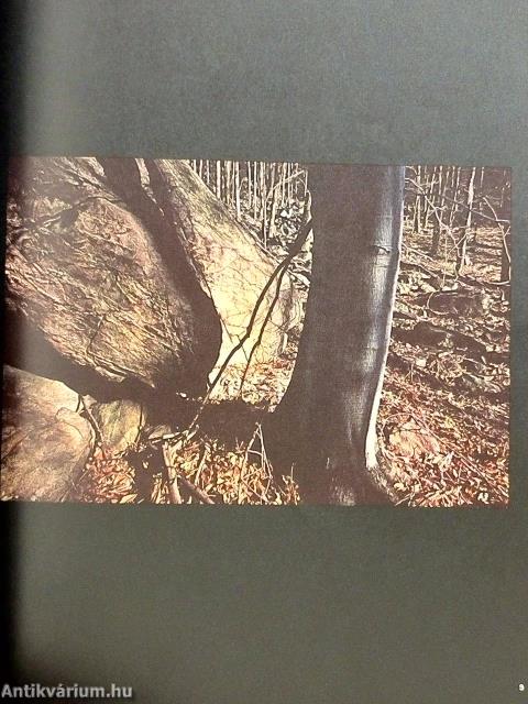 Camera Januar-Dezember 1974