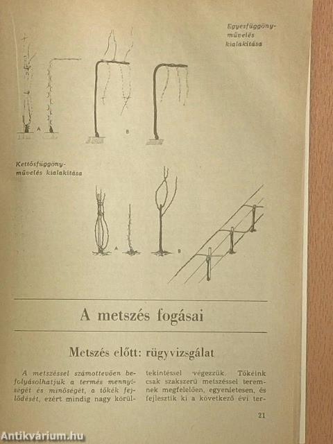 Szép szőlőből finom bort!