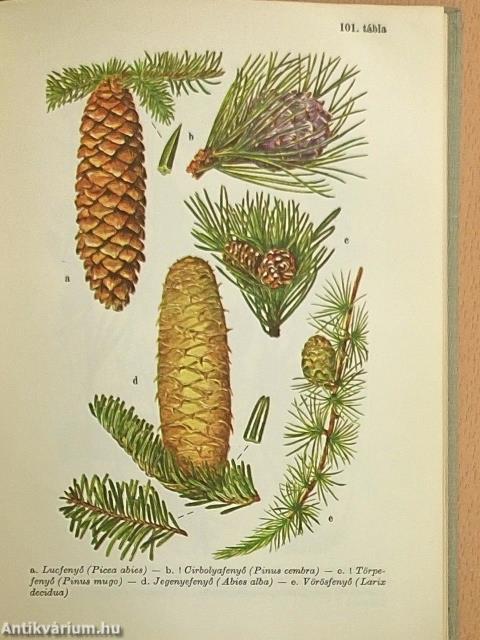 Erdő mező virágai 