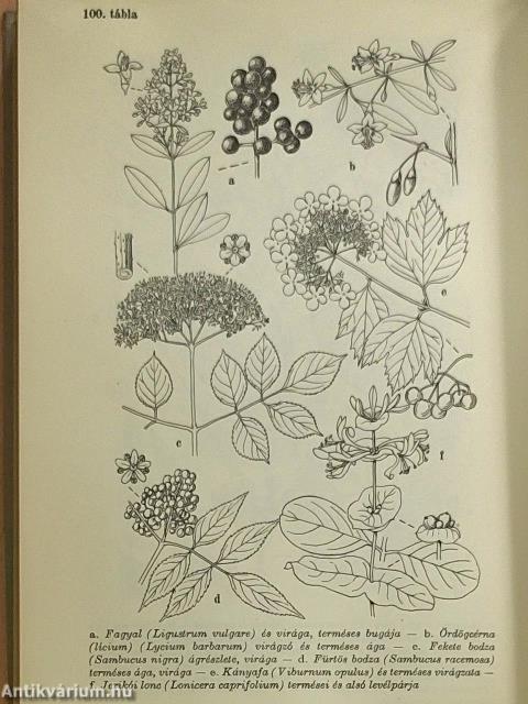 Erdő mező virágai 