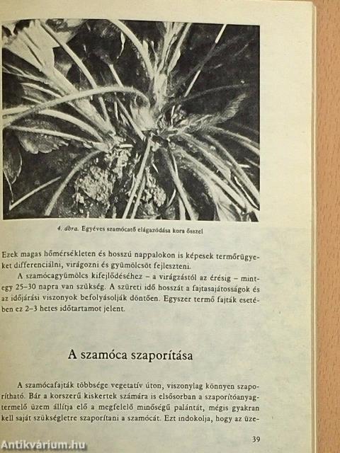 Bogyósgyümölcsűek