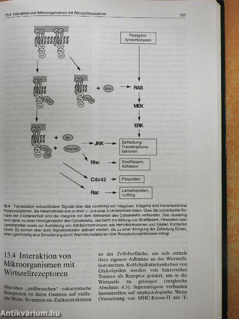 Molekulare Infektionsbiologie